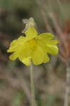 Yellow butterwort